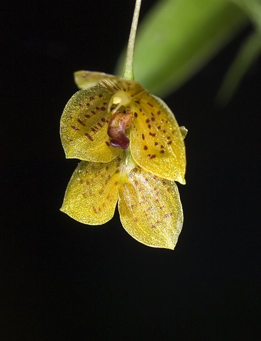 Wide Orchidee in Andasibe Madagaskar