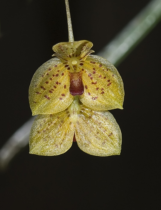 Wide Orchidee in Andasibe Madagaskar