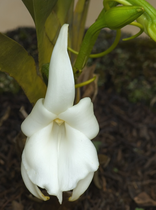 Blüte aufgenommen in Andasibe Madagaskar