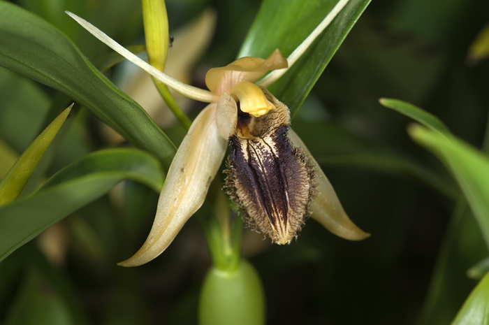 Blüte aufgenommen in Andasibe Madagaskar