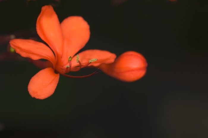 Blüte aus Madagaskar