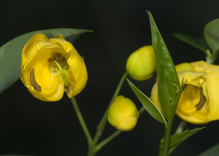 Blüte aus Madagaskar