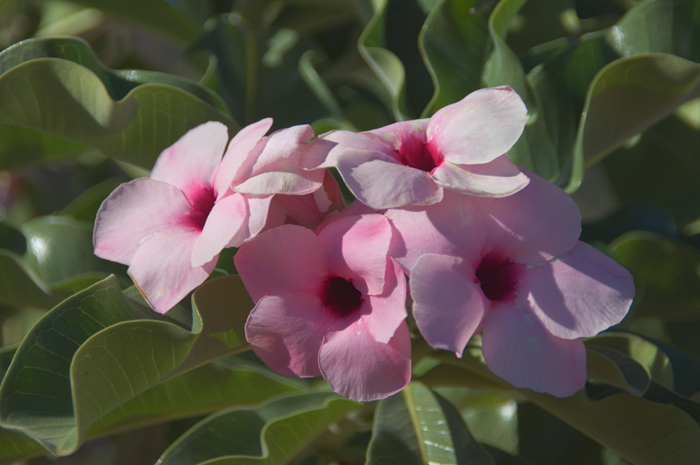 Schöne Blüte im Februar........