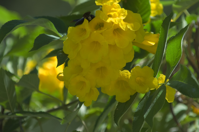 Blüte am Wegrand in Namibia