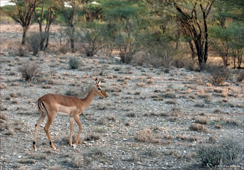 Impala