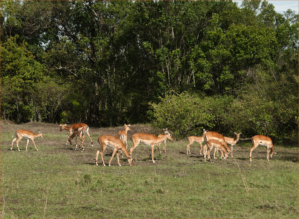 Impala