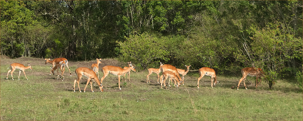 Impala