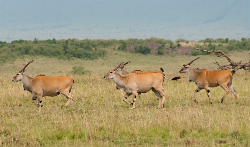 Eland Antilopen