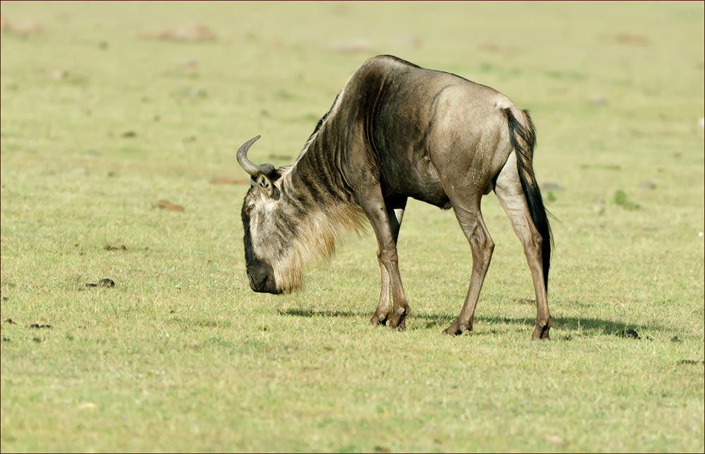 Gnu