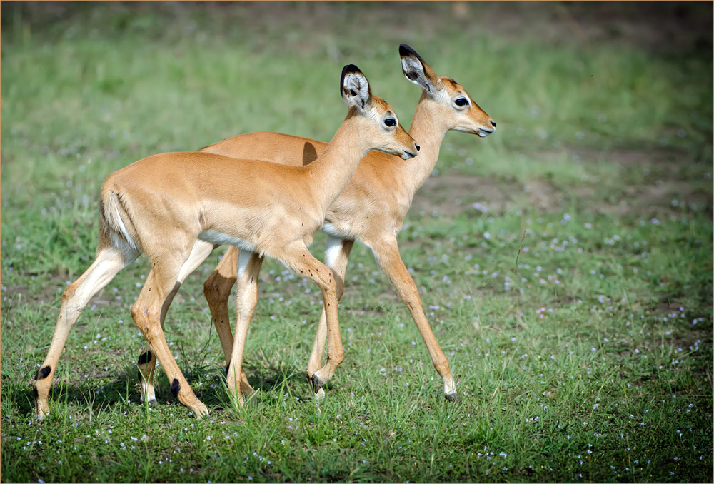 Impala Kinder