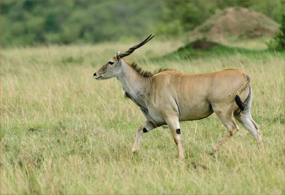 Eland Antilopen