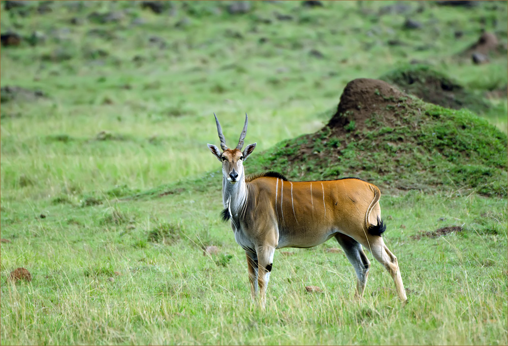 Eland Antilopen