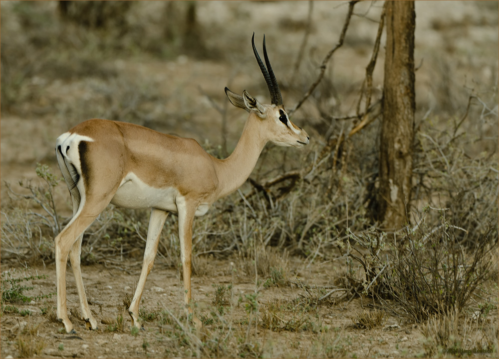 Gazelle