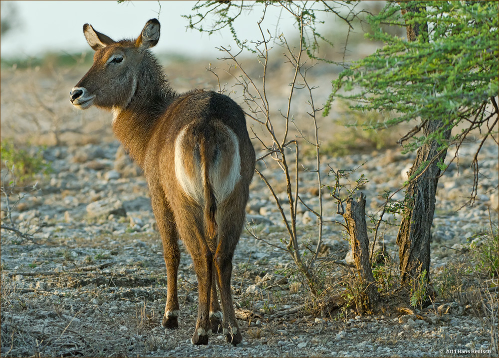 Wasserbock