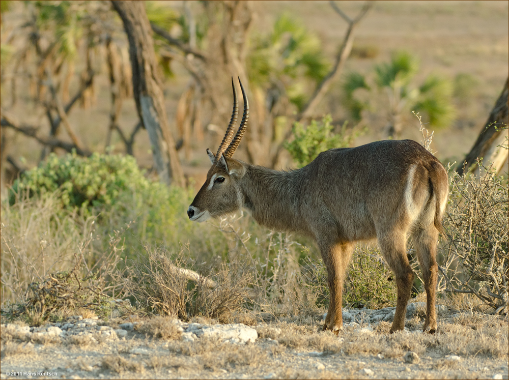 Wasserbock