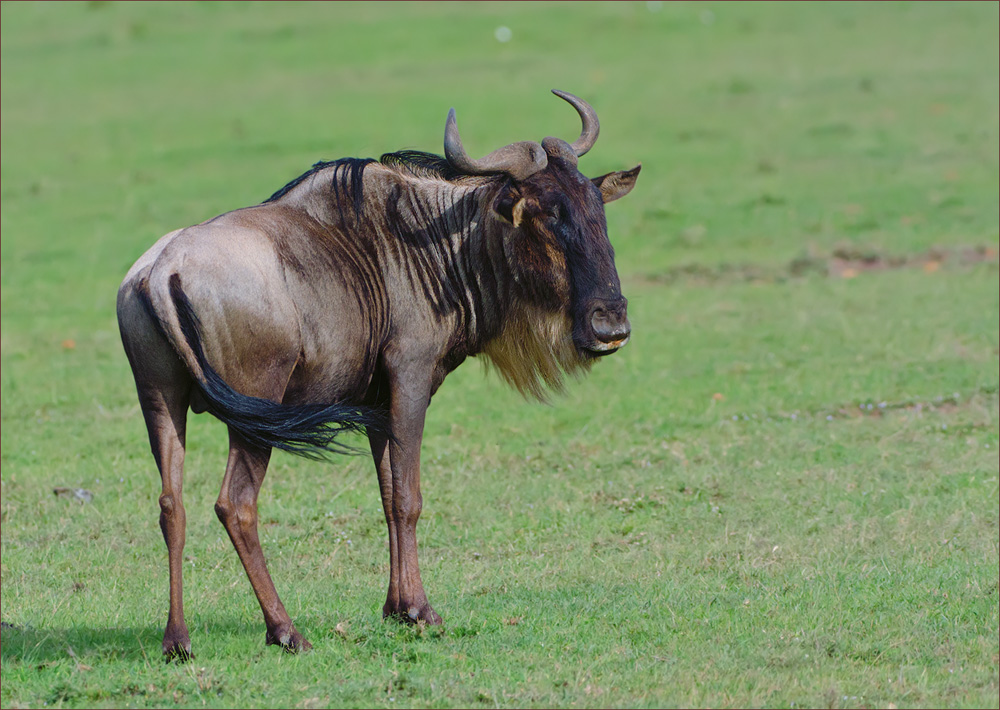 Gnu