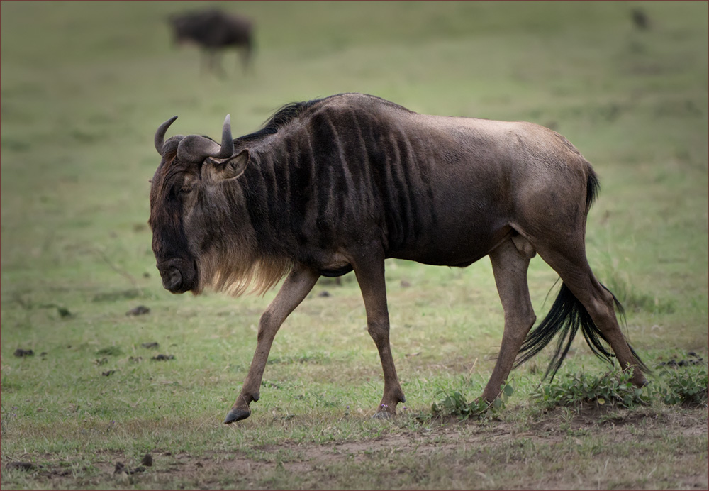 Gnu