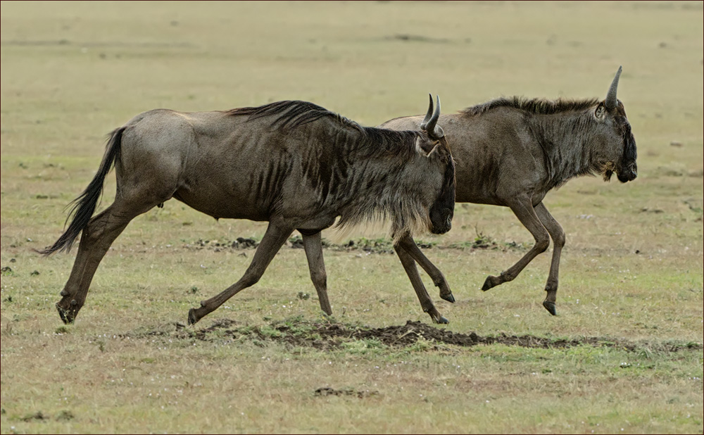 Gnu