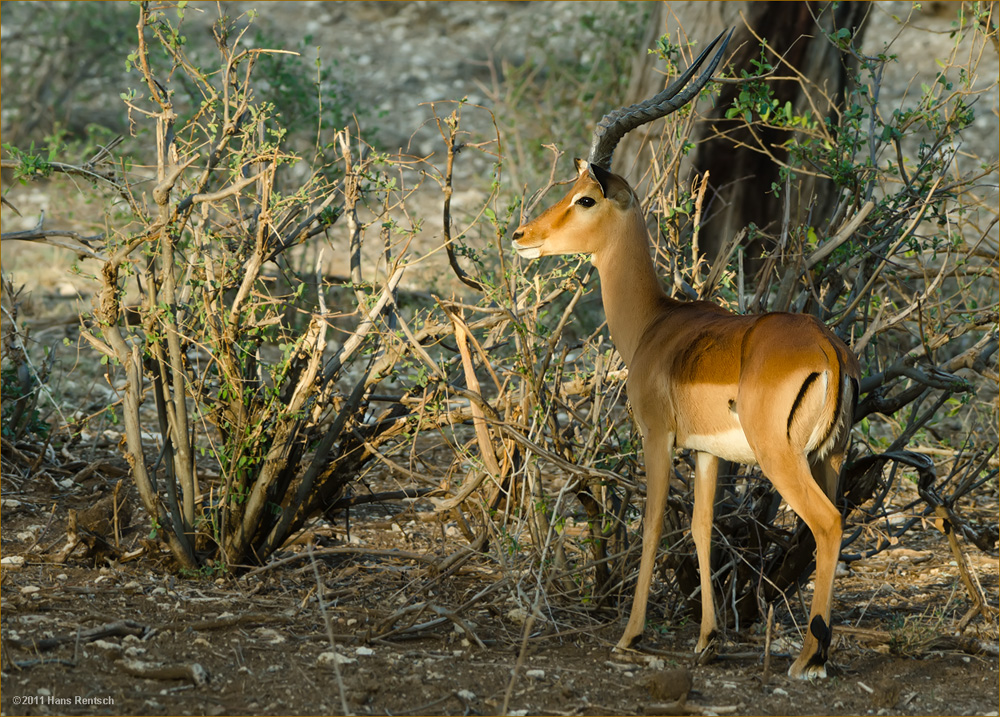 Impala