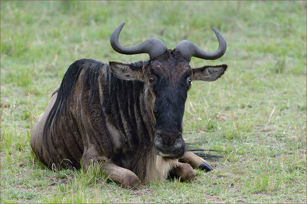 Gnu