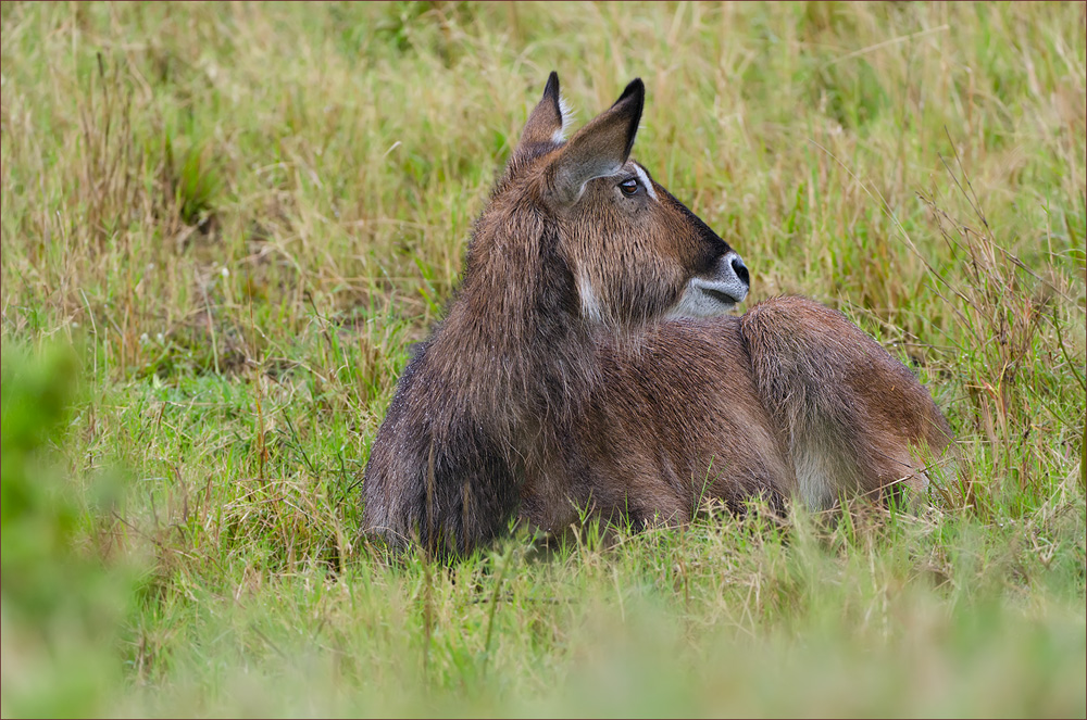 Wasserbock