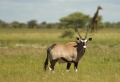 Oryx in der Etoscha