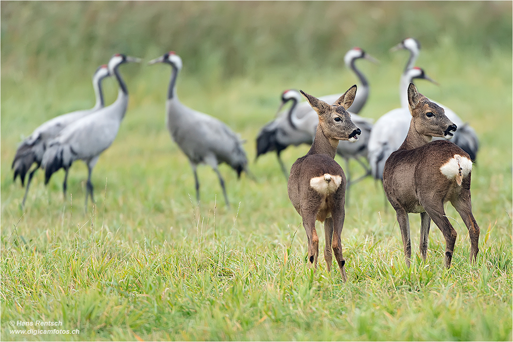 Rehe mit Kranichen