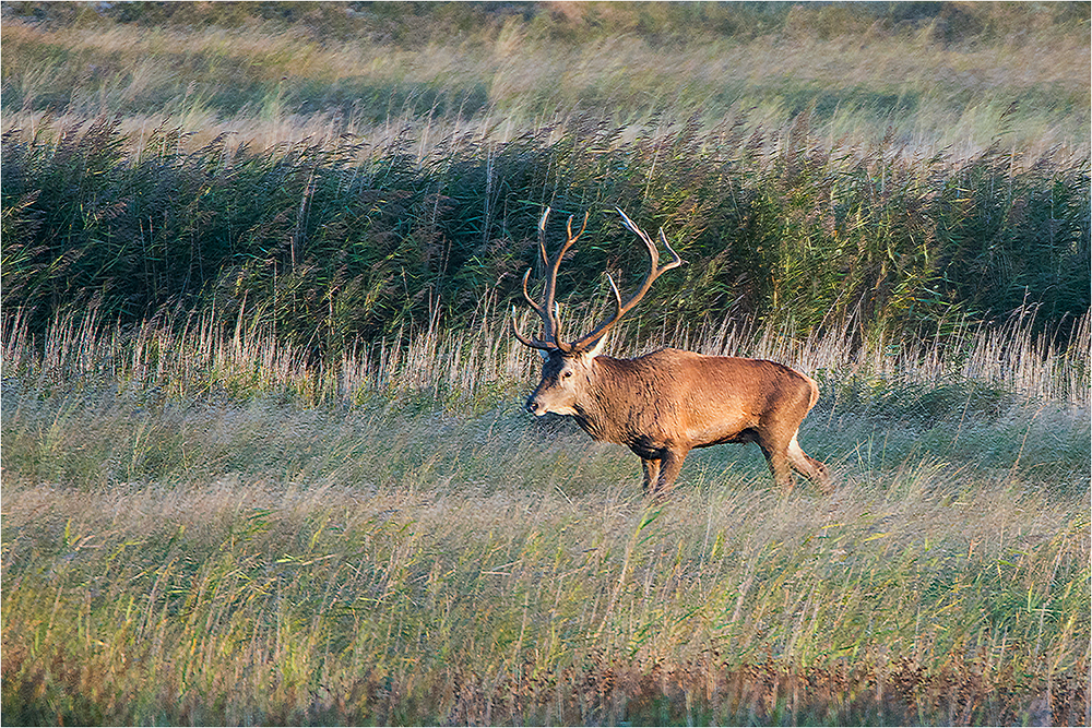 Hirschbrunft