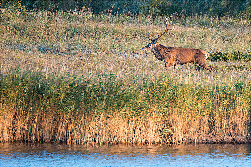 Hirschbrunft