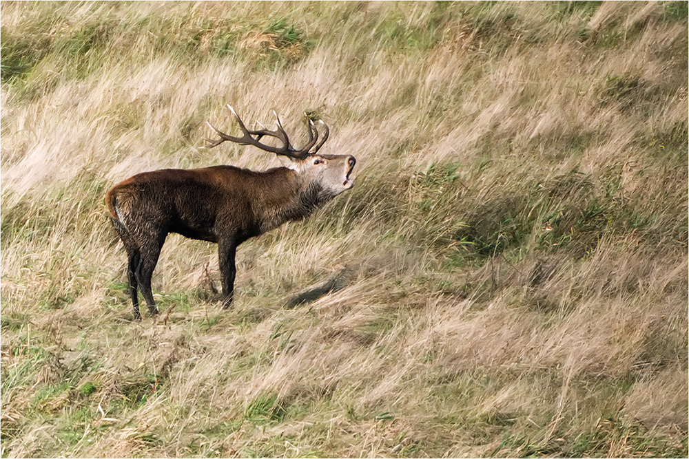 Hirschbrunft