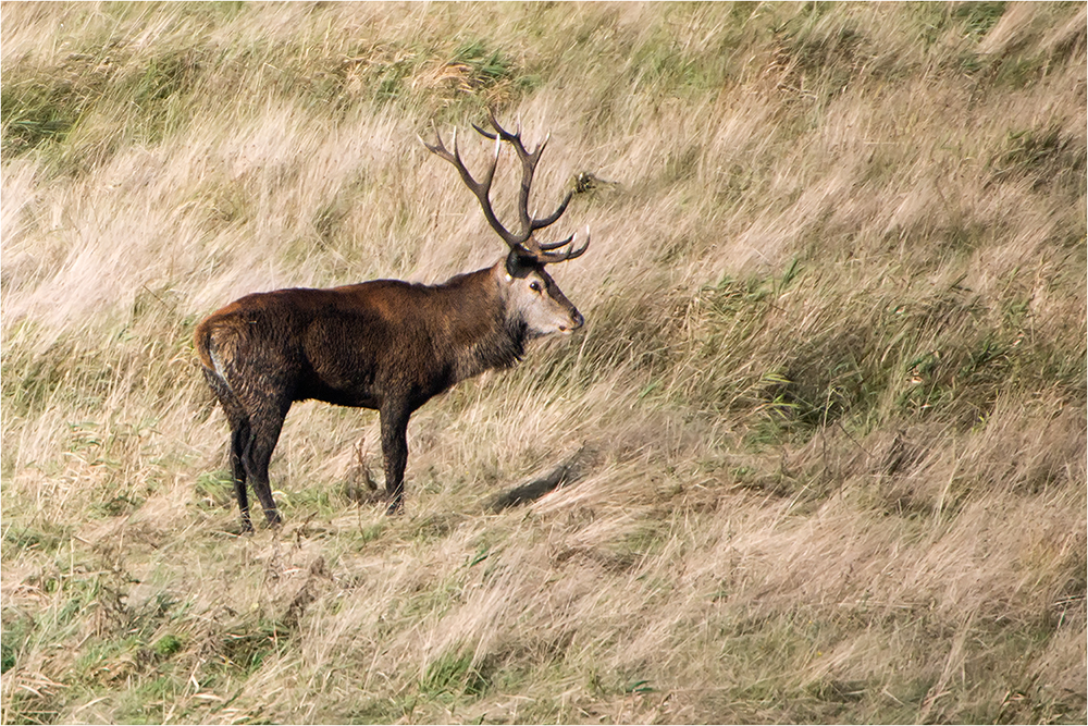 Hirschbrunft