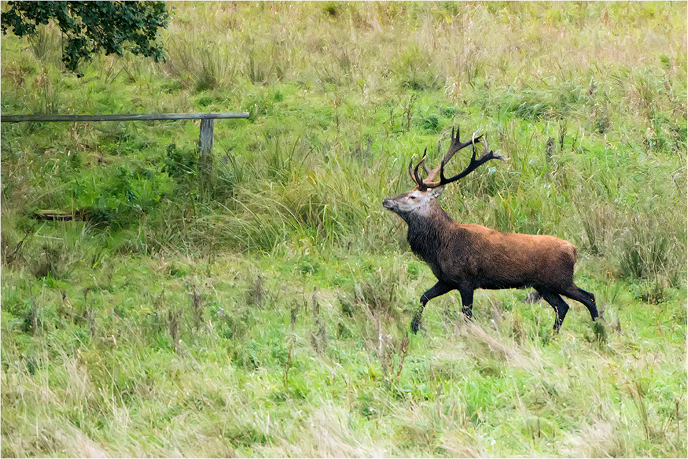 Hirschbrunft