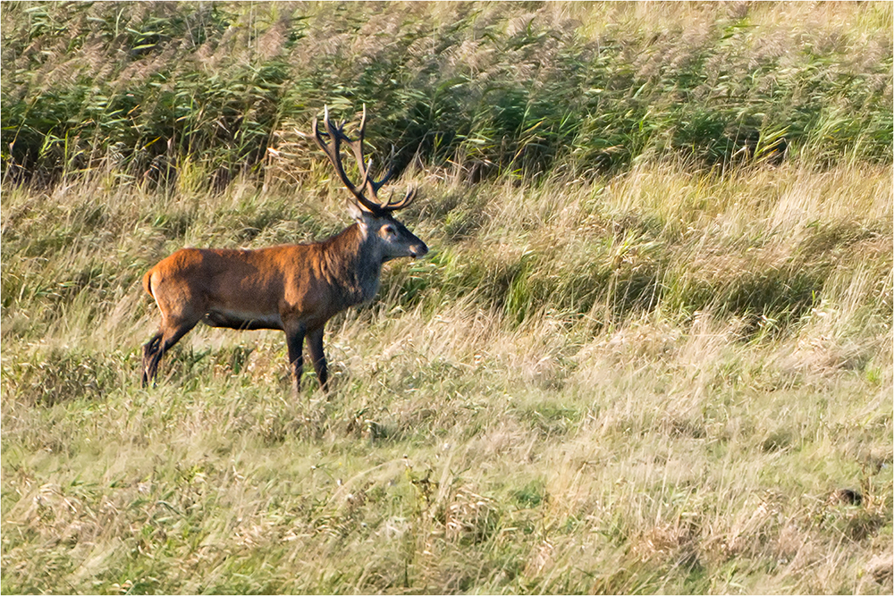 Hirschbrunft