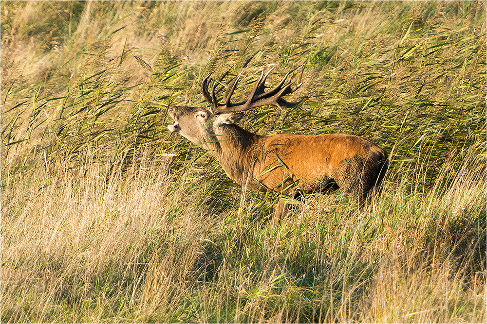 Hirschbrunft