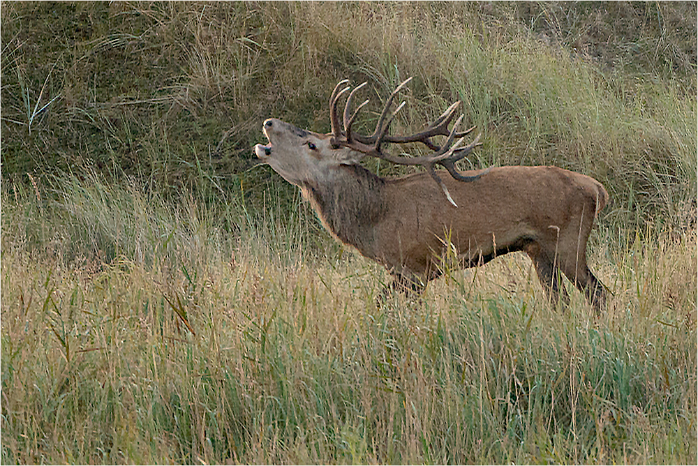 Hirschbrunft