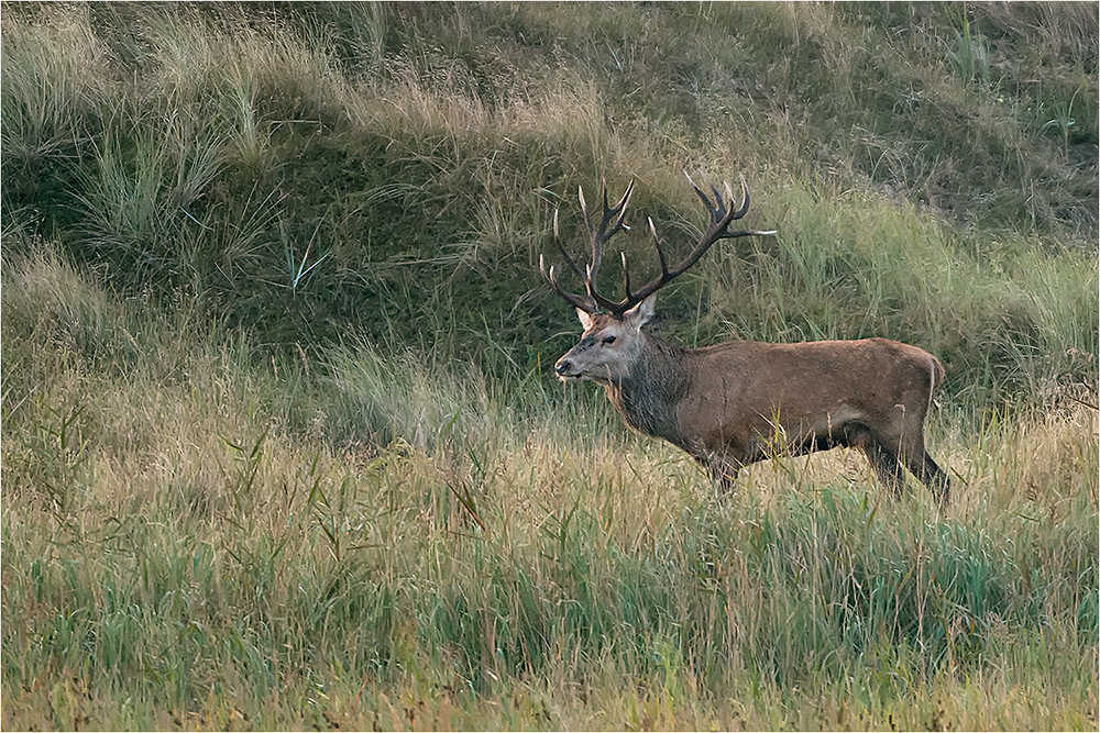 Hirschbrunft