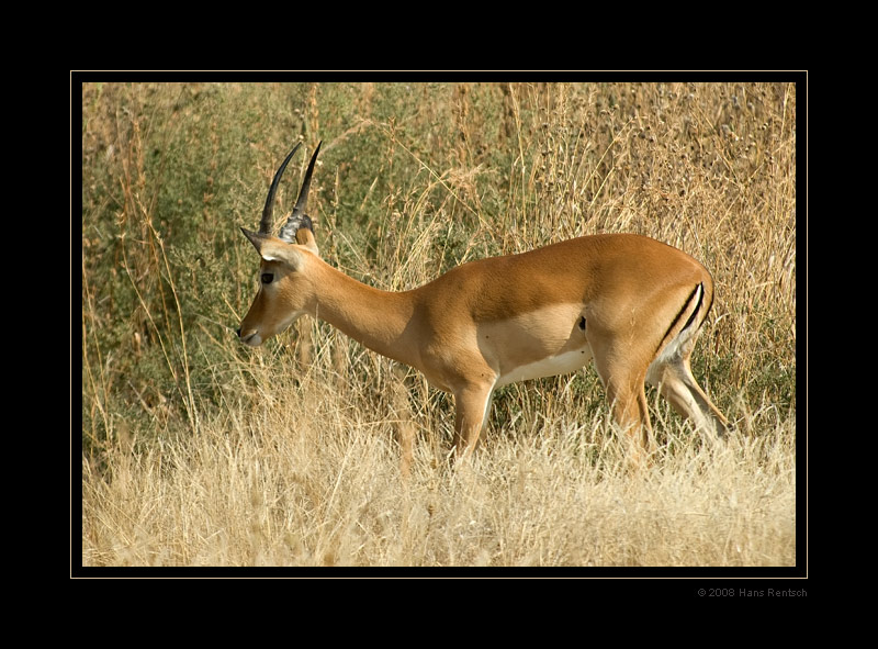 Impala