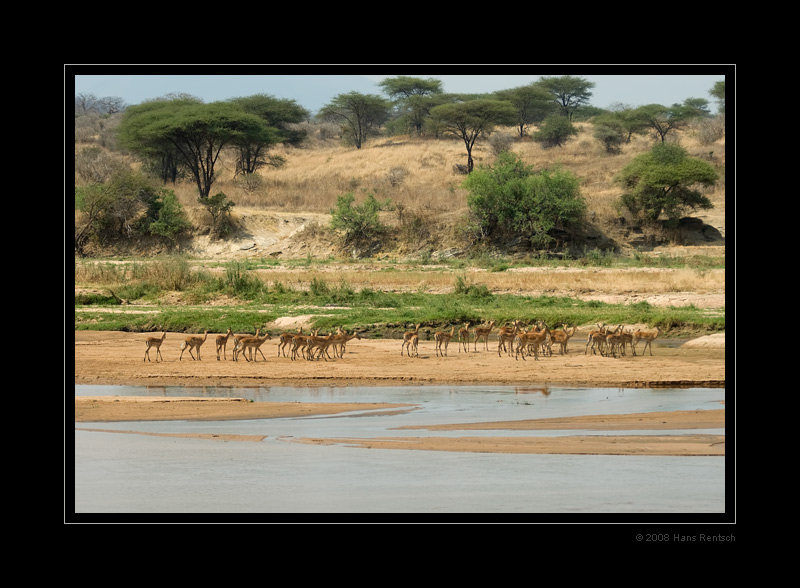 Impalas beim Wasser