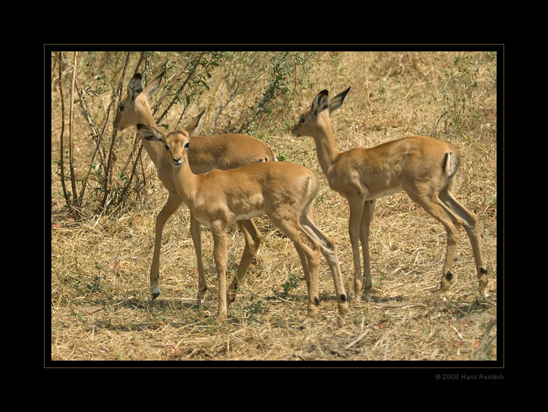 Junge Impala