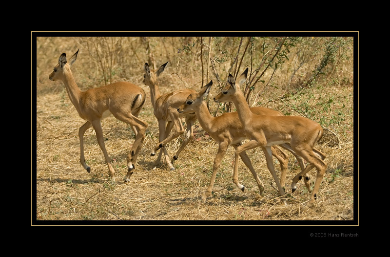 Impala