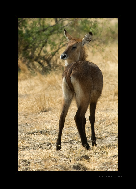 Wasserbock