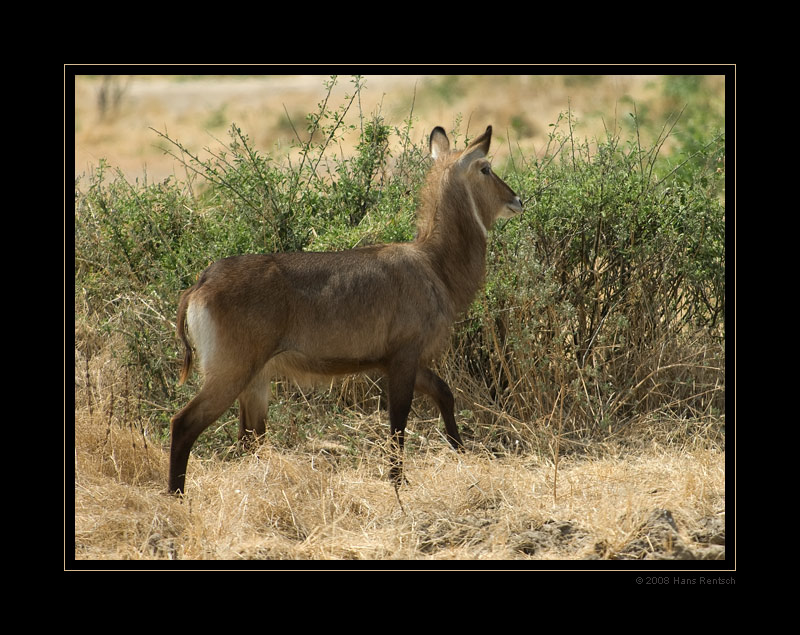 Wasserbock