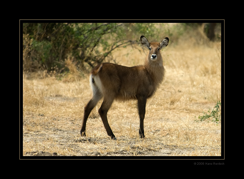 Wasserbock