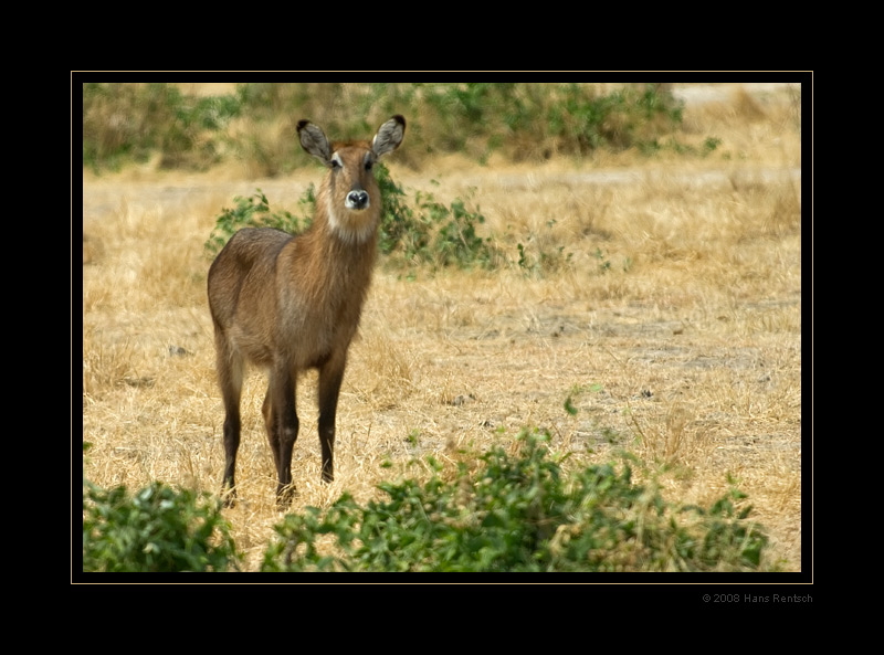 Wasserbock