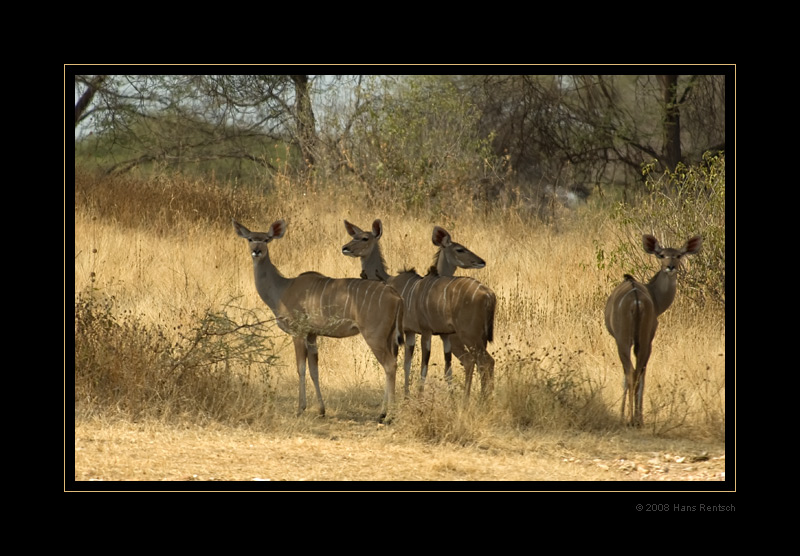 Kudu