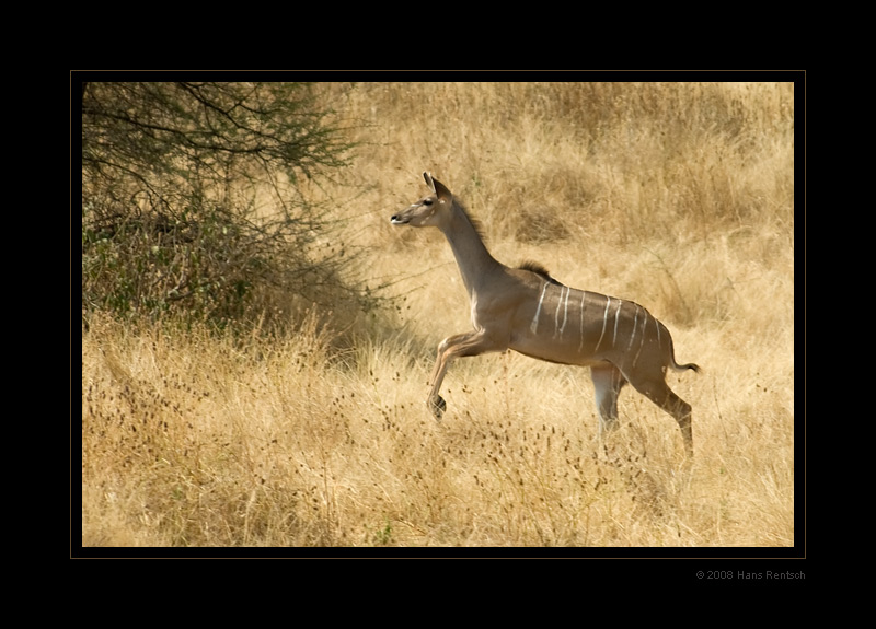 Kudu