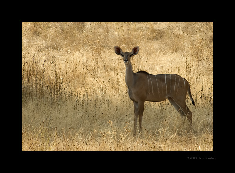 Kudu