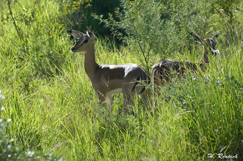 Impala