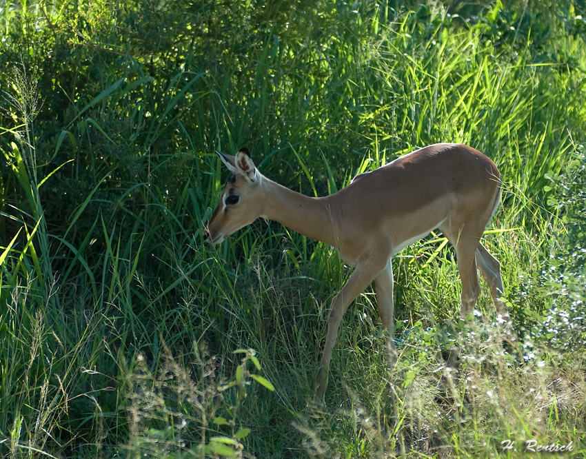 Impala