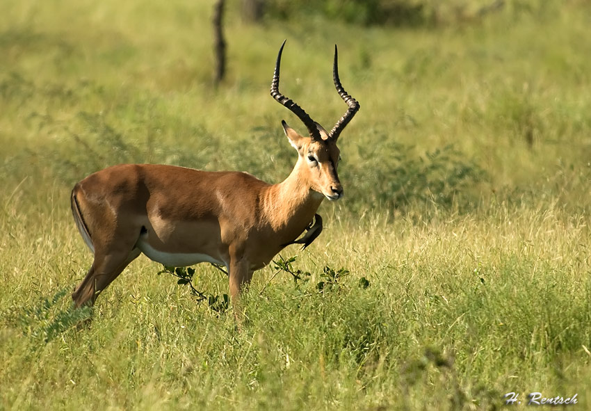 Impala mit Vogel am Hals